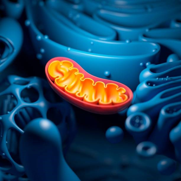 cell structure and mitochondrion, illustration - mitochondria stock illustrations